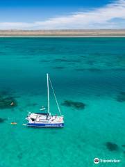 Ningaloo Discovery Whale Shark Tours