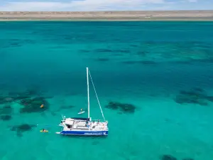 Ningaloo Discovery Whale Shark Tours