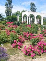 Haboro Rose Garden