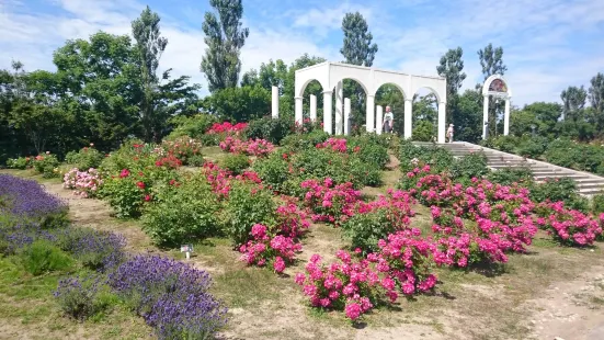 羽幌玫瑰園