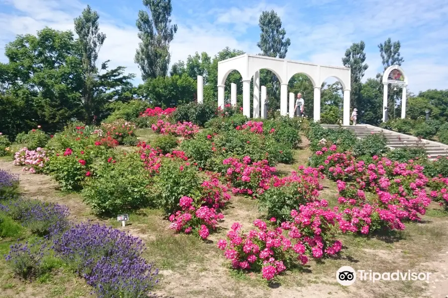 Haboro Rose Garden