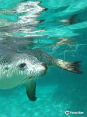 Baird Bay Ocean Eco Experience