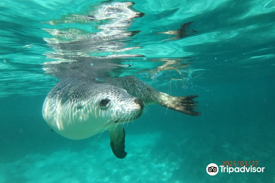 Baird Bay Ocean Eco Experience