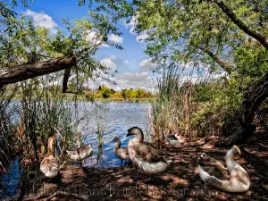 Guajome County Park