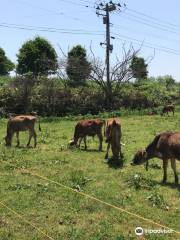 ABITANIA (Abitania) Jersey Farm