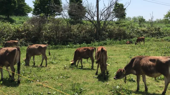 ABITANIA (Abitania) Jersey Farm