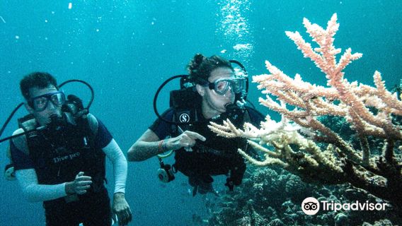 Crazy Dolphin Diving Center