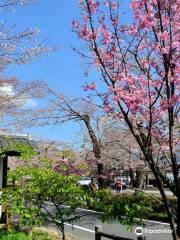 Kawane Cherry Blossom Festival