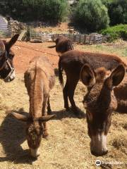 Menorca Donkey Rescue