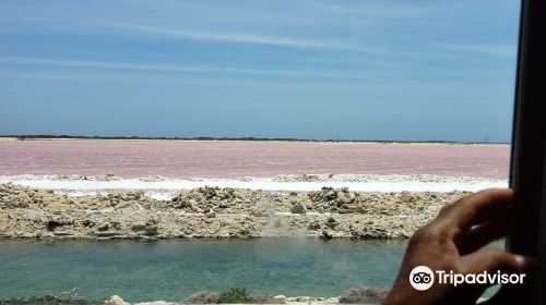 Pekelmeer Flamingo Sanctuary