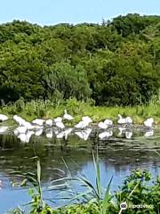 Cape May Bird Observatory - Northwood Center