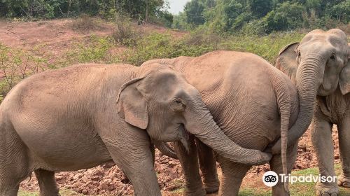 Vang Vieng Elephant Sanctuary Office