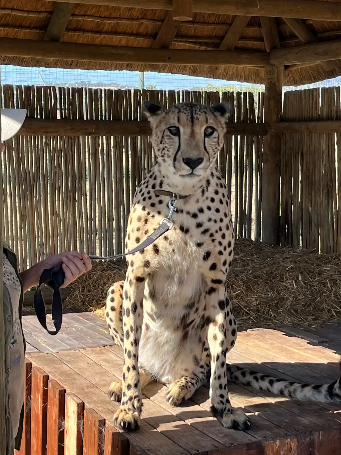 Hotels near Cheetah Outreach - Somerset West