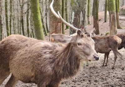 Parc Animalier Fougerolles Saint-Valbert