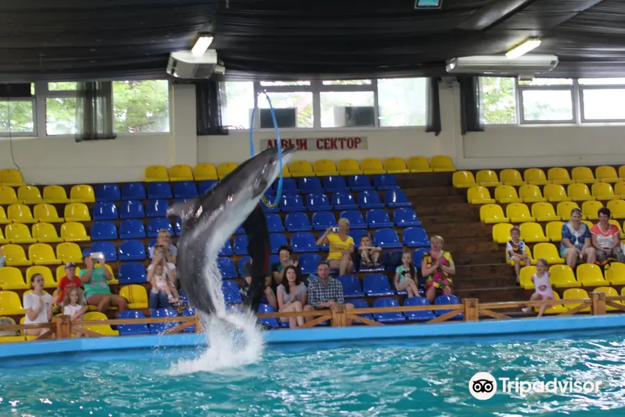 Dolphinarium Kolizey