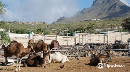 Camel Park