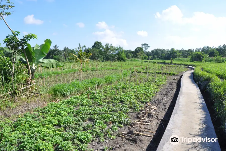 Side By Side Organic Farm