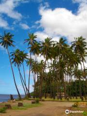 Kapuaiwa Coconut Grove / Kiowea Park