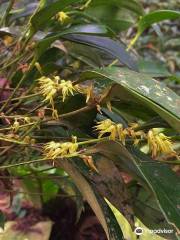 Jardin de Orquideas San Bosco