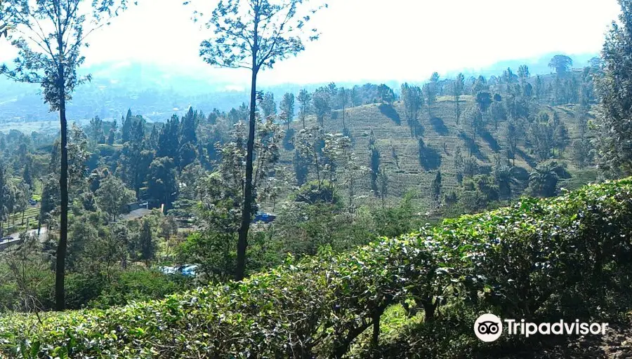 Agrowisata GUNUNG MAS Kebun Teh Walini