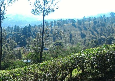 Agrowisata GUNUNG MAS Kebun Teh Walini