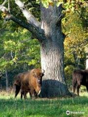 Forêt de Białowieża