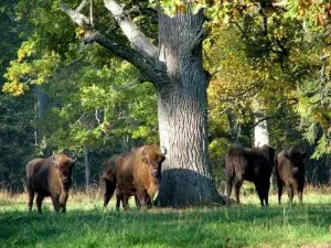 Bosque de Białowieża