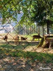 Wildpark Feldkirch