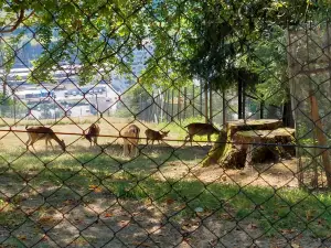 Wildpark Feldkirch