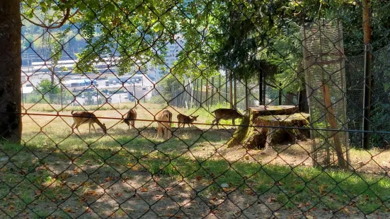 Wildpark Feldkirch