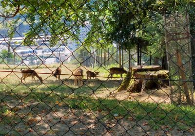 Wildpark Feldkirch