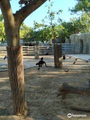 Limassol Zoo