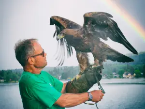 Adlerarena Burg Landskron - Flugschau und Tierpark mit Greifvögeln & Eulen in der Region Villach - Faaker See