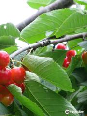 Nitorikankokaju Orchards