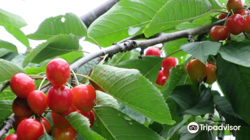 Nitorikankokaju Orchards