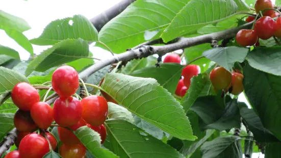 Nitorikankokaju Orchards