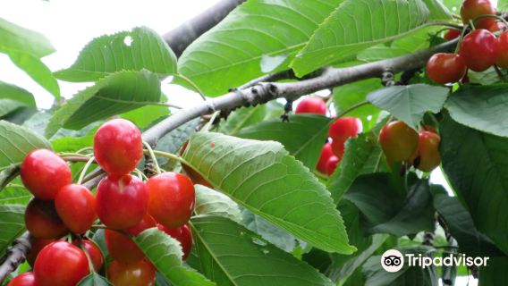 Nitori Tourist Orchard / Yamamoto Orchard