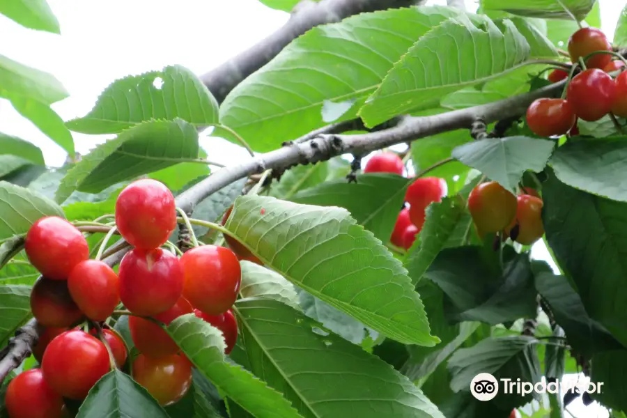 Nitorikankokaju Orchards