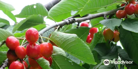 山本觀光果樹園