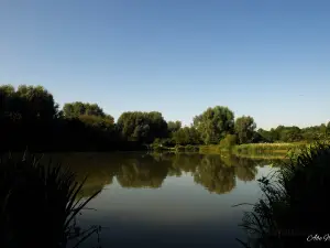 Brierley Forest Park