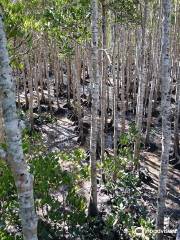 The Jack Barnes Bicentennial Mangrove Boardwalk