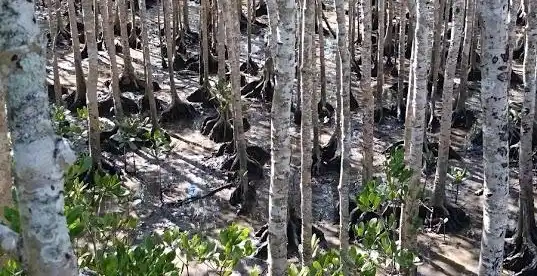 Hotels near Cairns Intl. Airport