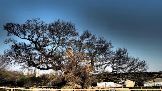 Bowthorpe Oak