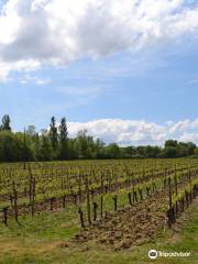 Les Raisins de l'Abbaye