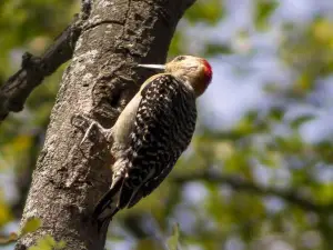 メホラス・プブリカス公園