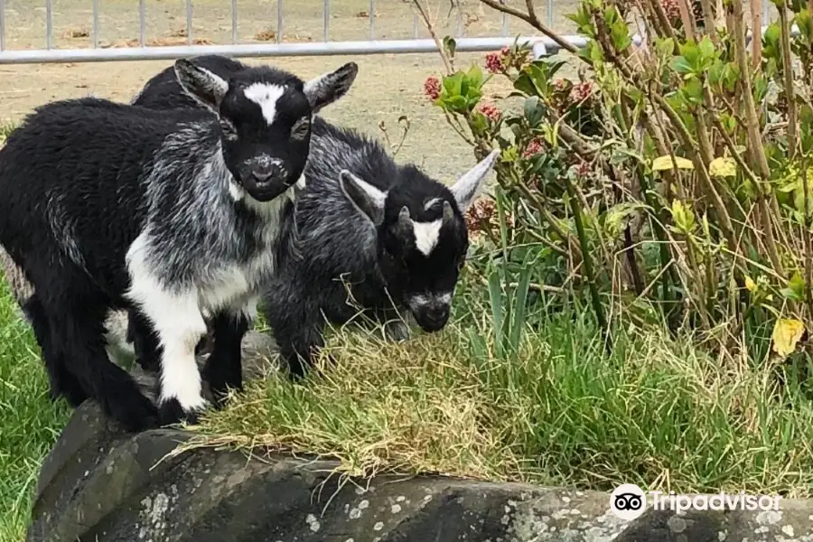 Copper Coast Mini Farm