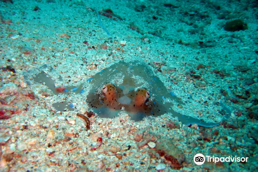 Phi Phi Sea Frog Diving Center