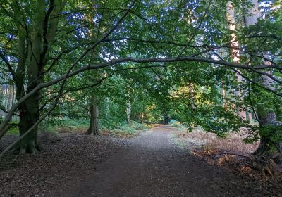 Reffley woods