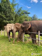 JohnnyBoy Elephant Care