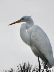 Wade Ward Nature Park